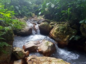 mineral water stream flowing in the forest.