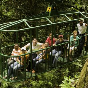 rainforest canopy tour st lucia